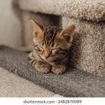 金沙赌场娱乐:探索奢华与刺激的完美结合 5i9ephg9x9